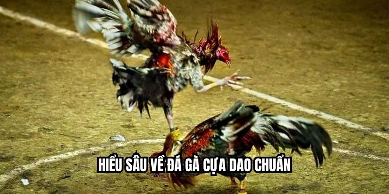 Hiểu sâu về đá gà cựa dao chuẩn