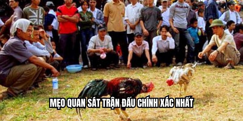 Mẹo quan sát trận đấu chính xác nhất